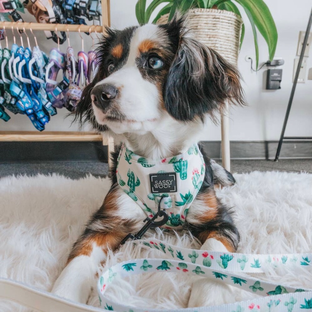 🌵Host Pick SASSY WOOF Sass On Point Leash and Harness Bundle🌵